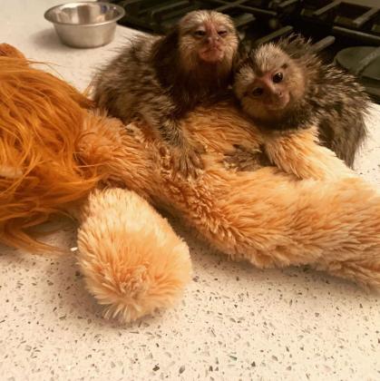 Marmoset Monkey for Adoption