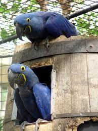 A Pair of Talking African Grey Parrots