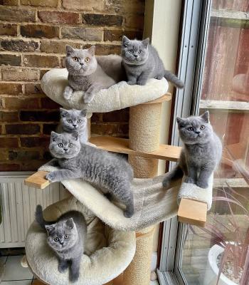 Abyssinian Kittens available