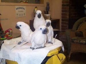 Lovely Umbrella Cockatoo Parrots for Sale