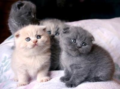 Scottish Fold Kittens available for sale