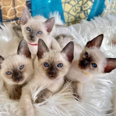 Scottish Fold Kittens available for sale