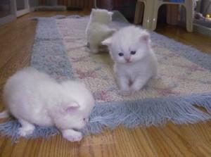 Adorable Persian kittens available