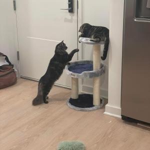 Maine Coon kittens for sale