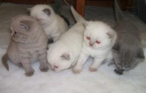 Scottish Fold Kittens available for sale