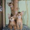 Abyssinian Kittens available