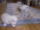 Adorable Persian kittens available