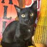 Male and Female Bambay kittens available
