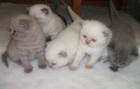 Scottish Fold Kittens available for sale
