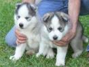 Siberian Husky puppies for sale