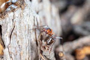 Pest Control in Sharjah | Al Ameen Pest Control